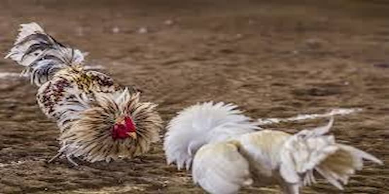 Tổng quan về Đá gà campuchia
